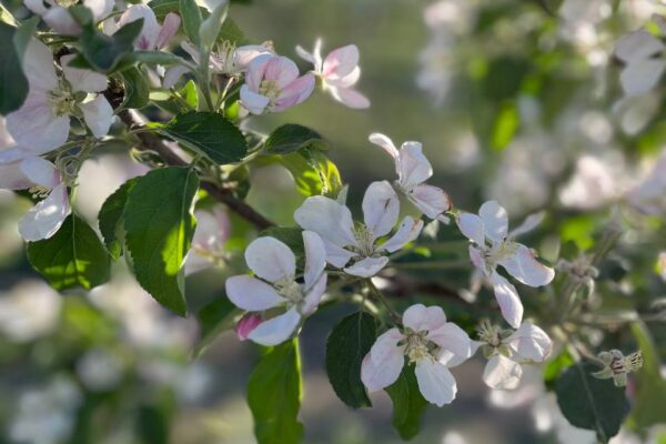Перший урожай молодого саду: новий етап у розвитку UApple