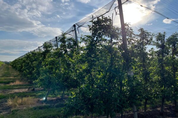 Hail Netting: Protecting the Orchard Means Protecting the Harvest
